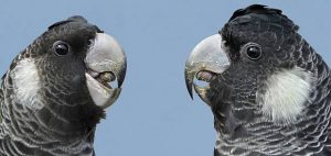 Black-cockatoo - fauna assessment