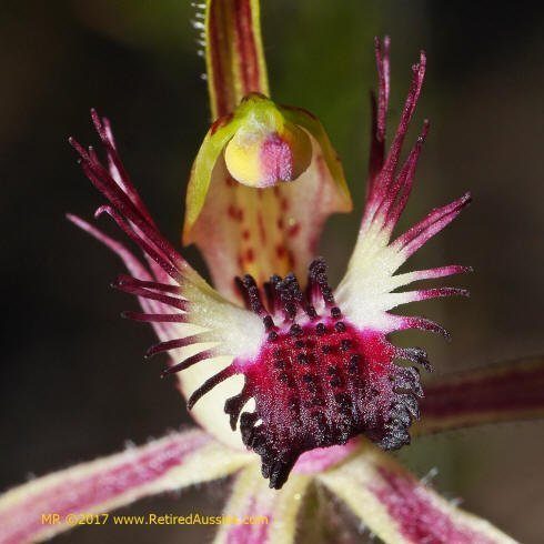 Caladenia graniticola Pingaring Spider Orchid